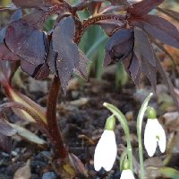 Helleborus 'Spring Ebony' and Galanthus