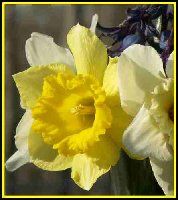 05-Daff-2-25.jpg