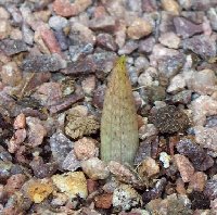 My first Arisaema to show up... it's potted in my unheated greenhouse.