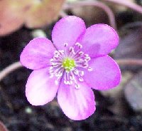 Hepatica nobilis roseum 030205.jpg