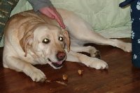 lacy eating a cookie while being petted.jpg