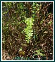 New Growth- Fern-1.jpg