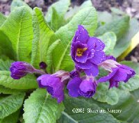 Primula Blue Seedling.jpg