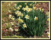 Group Y-W Daffs (2).jpg