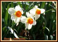 3-Or-Dafs (2).jpg