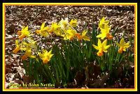 s Daffs-1 (2).jpg