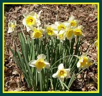 O5-Daffs-Bed-2.jpg