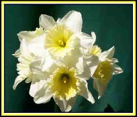 Bunch-White-Daffs-O.C.jpg