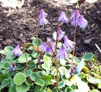 Soldanella alpina 031805.jpg