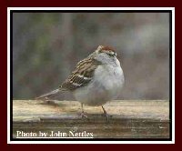 A Really COLD Sparrow.jpg