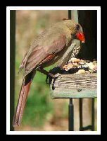 Pretty-Cardinal-Tu.jpg