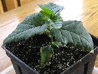2005 4 Mystery Plant top side view.jpg
