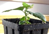 2005 4 Mystery Plant side view.jpg