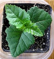 2005  4 Mystery Plant top view.jpg