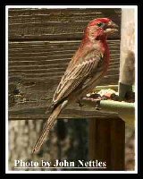 Afternoon Male House Finch (2).jpg