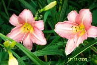 Favorite pinkdaylily.jpg