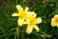 favorite yellow daylily.jpg