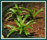 Container Liliums - 04-04.jpg