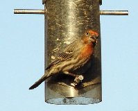 HouseFinch2.jpg