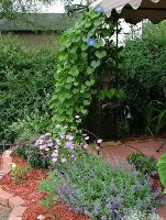 2004 patio glories.jpg