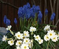 Muscari and Primula