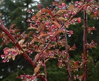 Prairifire in the rain two weeks ago