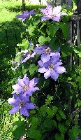 2004 06 12 Clematis lav sdlng of Rouge Cardinale.jpg