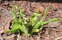 Daylily w Spring Sickness April 05.jpg