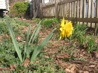 Behind this Rip Van Winkle daffodil is what I refer to as daylily lane.  It's on the south side of the house and daylilies are growing to the right along the fence ... I have climbing roses on the fence ...It's the sunniest and warmest spot in my garden .