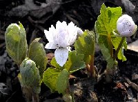 2005 4 17 double bloodroot.jpg