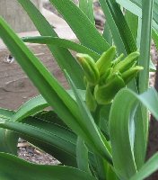 daylily buds closeup 4-20-05.jpg