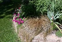 unknown bronze sedge 8-5-04 014-a.JPG