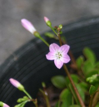 Lewisia2 042905.jpg