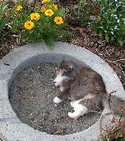 Isn't she pretty with the calendula