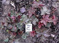 2005 5 1 Heuchera sdlngs Lady in Red.jpg