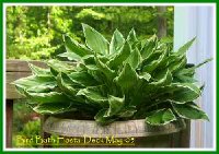 Bird Bath Hosta-May-05.jpg