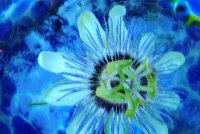 passion flower on top of gazer.jpg