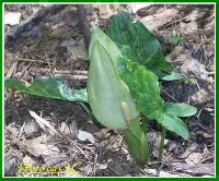 Shade Bed Arum Italicum -Seed Pod-OC.jpg