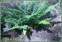 Hardy Fern Shade Bed-FIlling out-OC-05.jpg
