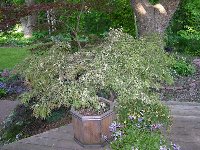 Acer palmatum 'Toyama nishiki'