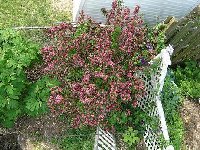 Red wiegelia from in the @#%^&&( silve maple tree..jpg