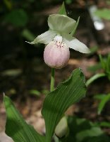 Cypripedium 'Ulla Silkens'.