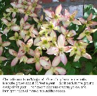 Clematis_Marjorie.jpg