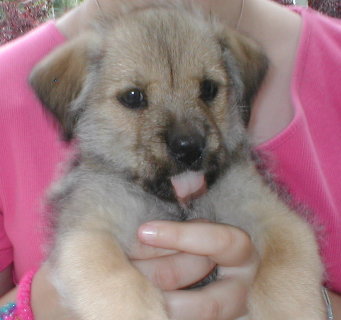 Puppy June 05.JPG