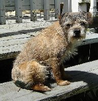 Polly on the back steps.jpg