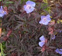 Geranium 'Midnight Reiter'