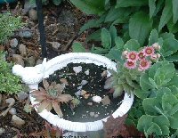 Rose Olive, Lavendar and Old Lace flowering