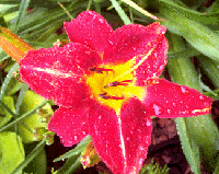 daylily2.gif