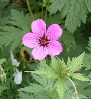 Geranium 'Patricia'