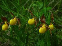 yellowladyslipper.jpg